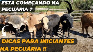 DICAS para INICIANTES NA PECUÁRIA !