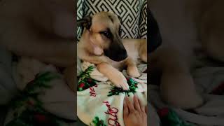 He so funny #doglover #cute #goodmorning #gsd #dogs #fyp #fypシ #shorts  #shortsfeed