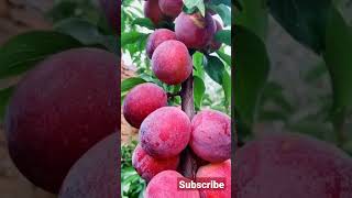 beautiful apple fruits bonsai tree || apple fruits for harvesting #apple #shorts #reels #trending