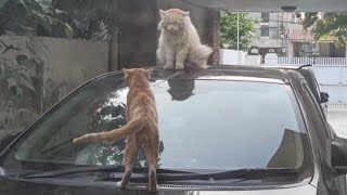 Pet Cat Vs Stray Cat 10th Episode/Wild Cat Vs Pet Cat Fight/Cats Fight Over Territory full sound