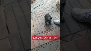 Former paralyzed dog climbs up stairs!