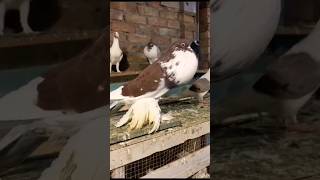 Beautiful Pigeons Loft|| #foryou #foryouvideo #viralvideo #viral #trending #youtubeshorts #ytshorts