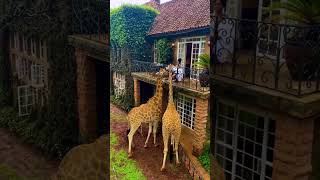 📍Nairobi, Kenia🦒🥰 #nature #travel #subscribe #beautiful #relax #tiktok #africa #animals