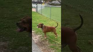 Pitbull can jump!