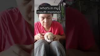 Something in my mouth 🐶 #shortsfeed #shortsvideo #shorts #short #viral #cute #dog