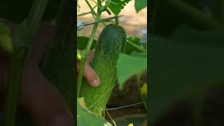 fresh green goodness 🥒  #countrysideliving #farming