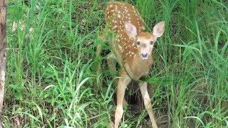 Rum River: Becklin Homestead to Isanti