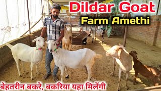 Dildar Goat Farm |Goat Farming |Goat Farm in Amethi |Goat Farm