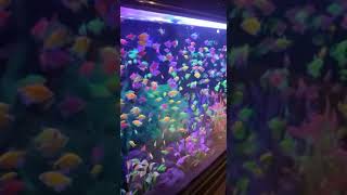 500 + GLOW TETRA FISH IN 1 AQUARIUM BEAUTIFUL FISH AQUARIUM | #shorts #aquarium #fish  #beautiful