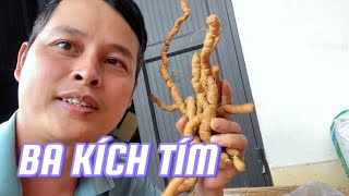 Ba kích tím ngâm Tỉu ngon bá cháy luôn