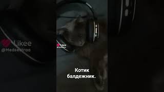 #кот #котики #прикольноевидео #video #домашние_питомцы