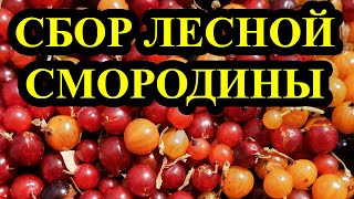 Сбор лесной смородины: черной, красной и желтой. Вкусная и ароматная дикая смородина.