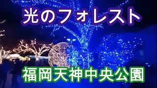 福岡天神中央公園2023　光のフォレスト　Forest of Light