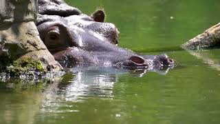 A Hippo's Graceful Dip: Slow Motion Water Entry