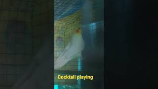 cocktail playing #cocktail #african#breeding #tame