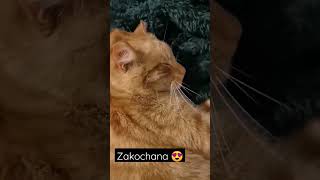 #ASMR Zakochana w swoim kocie 🥰