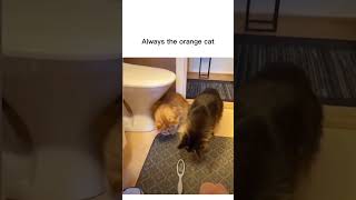 Always the orange cats #catmemes #cats #orangecats #catlover #shorts