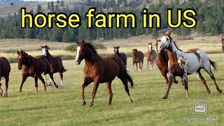 Horse farm in USA | horses videos | horse farm | horse video | US horse farming | beautiful horse |