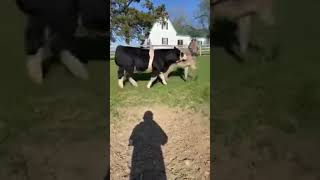 cow enjoying with donkey #youtubeshorts #shorts #animal #beautiful #best #cow #calf  #garden