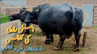 asali Neeli aur Ravi ki buffalo|Ravi ki bhains|pakistan ki top class buffalo|sampadan ki bhains