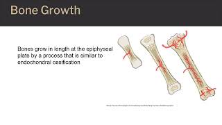 Skeletal System