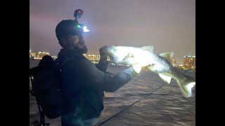 ♪ Swee-ee-eet, Sweet City Snook! ♪ Whipping in a 39" Snook in Downtown Sarasota on NLBN Lil' Mullet