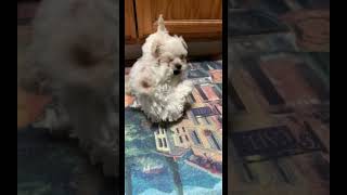 Small Toy Poodle Puppies Playing Each Other #shorts