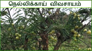 நெல்லிக்காய் சாகுபடி தொழில்நுட்பம் | Amla Cultivation Tamil | Nellikai sagupadi |