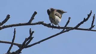 Willow warbler at Hen Mt