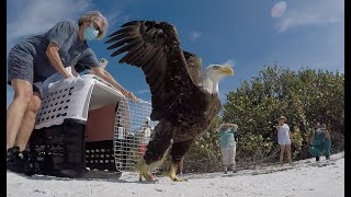 TWO Bald Eagles Released After Rehabilitation