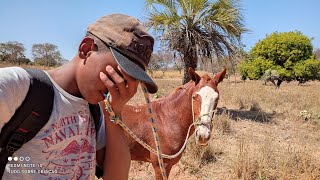 O CAVALO DO MEU PAI JÁ ESTÁ DANDO DOR DE CABEÇA! 🤦🏿‍♂️