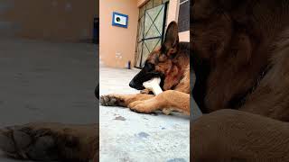 Calcium bone and German shepherd #viral #trending #ytshorts #music #viralvideo #shorts #short