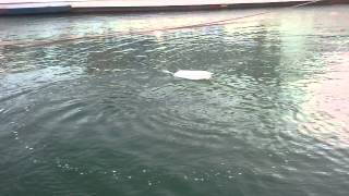 '' Lady Dimi'' Rc Fishing Boat (1st test only hull)