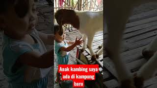 Anak kambing saya ada di kampung baru..