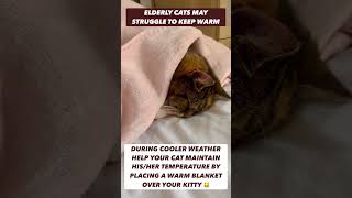 #shorts How to help your elderly cat keep warm