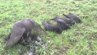 Goshawk vs Crows 9