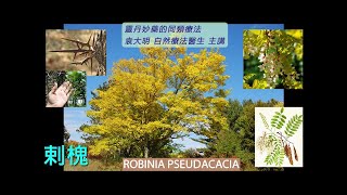 《靈丹妙藥的同類療法》- EP247 - 刺槐 Robinia Pseudacacia