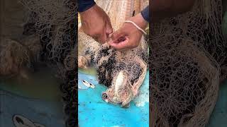 Fisherman Cast Net Fishing Real Life Amazing Fishing At Countryside.(Episode 154)