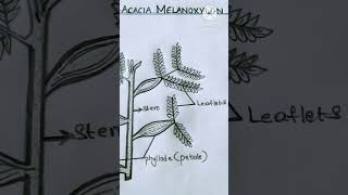 Easy ACACIA MELANOXYLON drawing 14 /30 #acacia #art #botany #shorts