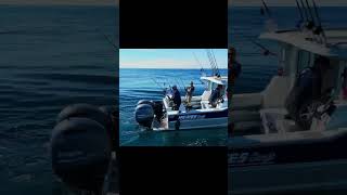 Tuna fishing is a whole new level! #fishing #tuna