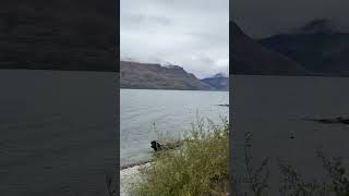 Queenstown Lake | New Zealand #ytshorts #shorts #shortsvideo #amazing