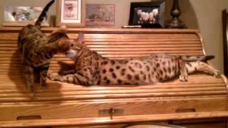 Our Bengal Cats