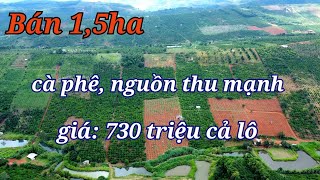 Bán vườn cà phê 1,5ha siêu rẻ, sổ đủ tổng lô chỉ 730 triệu/đất Đắk Nông giá rẻ