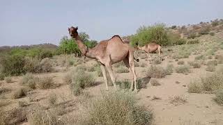 #camel #beautiful #video #viral #