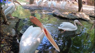 Cute Pelicans Trying To Bite Me at Bangkok Marine Park (GoPro 8 Black)