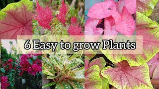 Easy to grow plants