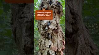 Walking in the crooked forest finding the Halloween tree #spooky #maple #tree #nature #find #shorts