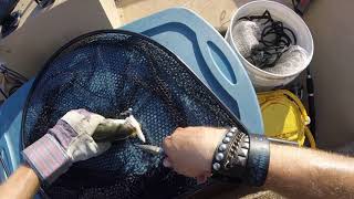 Bluefish and speckled trout at Carolina Beach