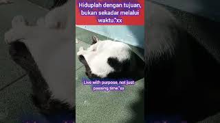 #cat #catmotivation #kucing