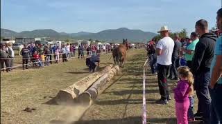 Concurs cu cai de tracțiune-Proba de simplu-Sasar,Maramures#19.09.2020